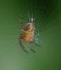 Araneus diadematus